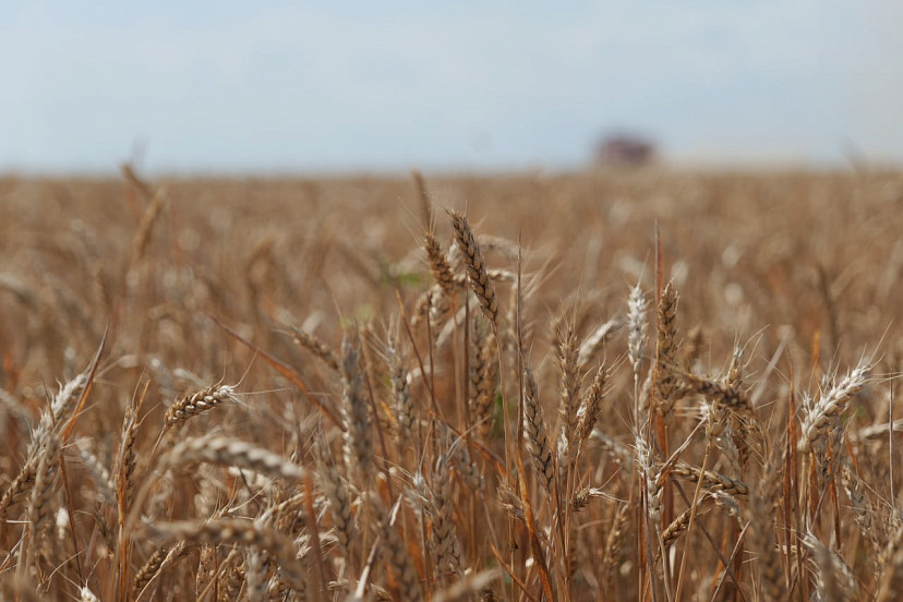 В Саратове ищут комбайнеров на зарплату от 1,2 миллиона рублей