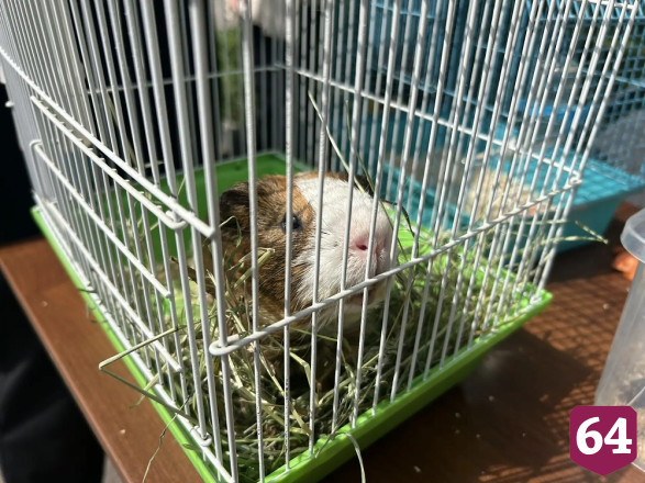 Саратовцам в День эколога дарили букеты из лекарственных трав 